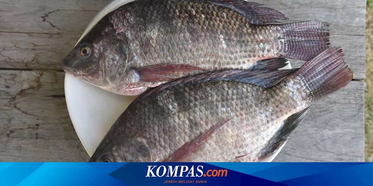 Ikan Apa yang Bisa Dimakan Penderita Gula Darah Tinggi?