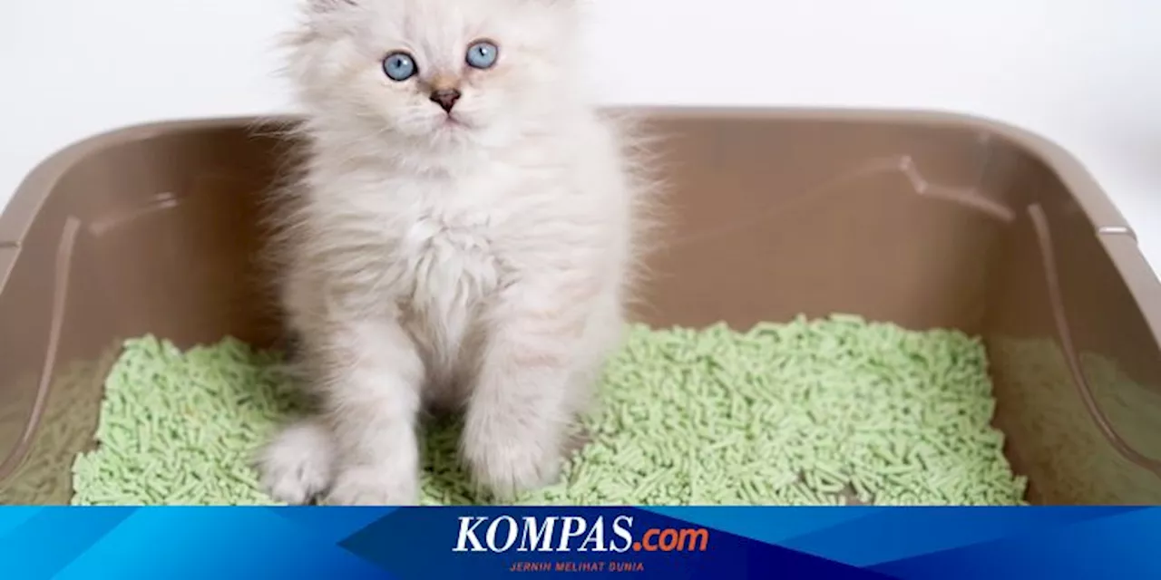 Studi Baru: Parasit dalam Kotoran Kucing Dipercaya Bisa Bantu Obati Alzheimer dan Parkinson