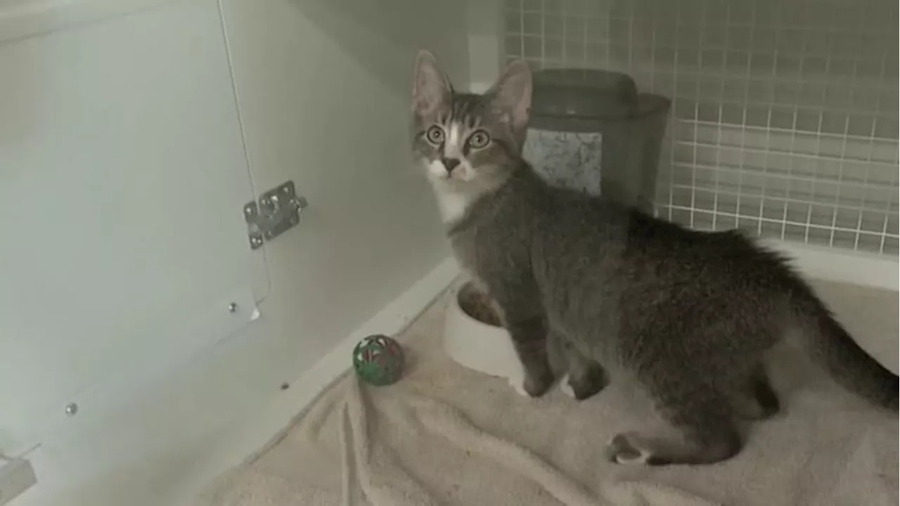 Want to foster a kitten? A San Antonio animal shelter is asking the community for help