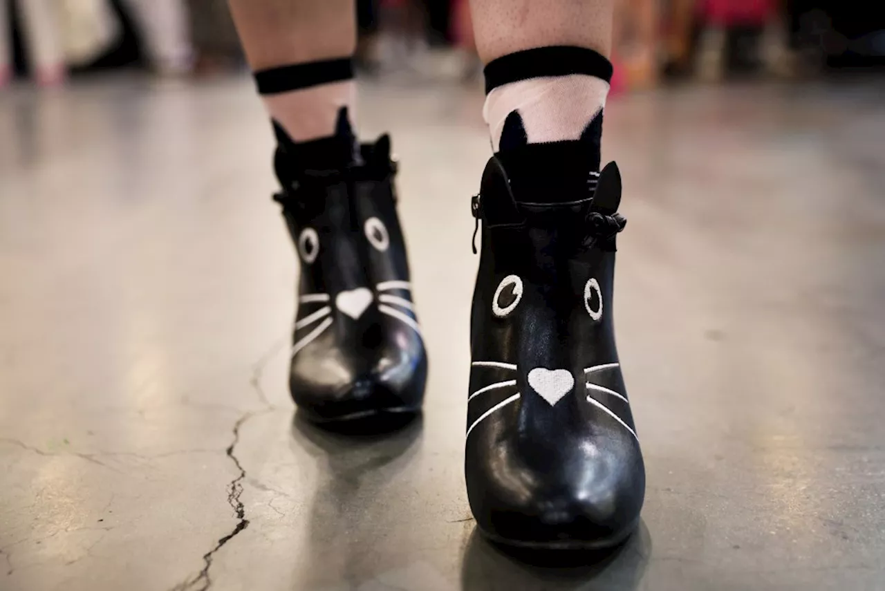 CatCon 2024 brings feline fun to Pasadena Convention Center