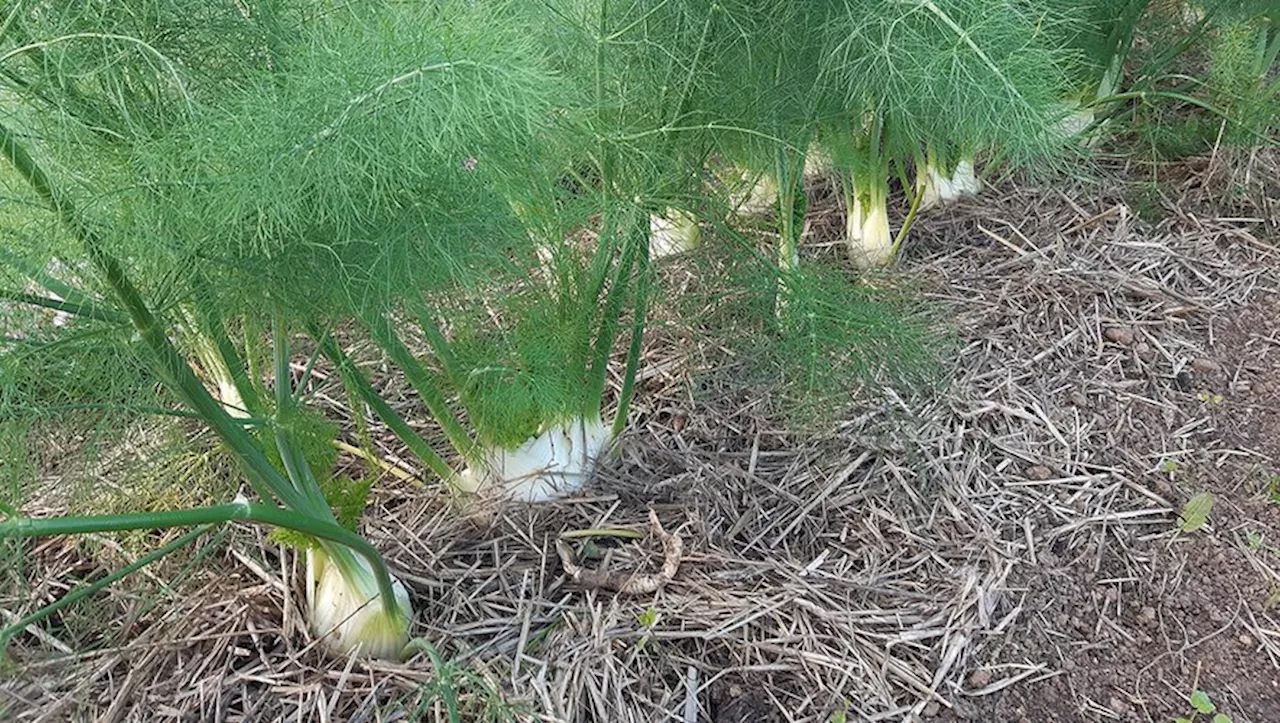 Jardinage : le fenouil, un savoureux légume trop méconnu