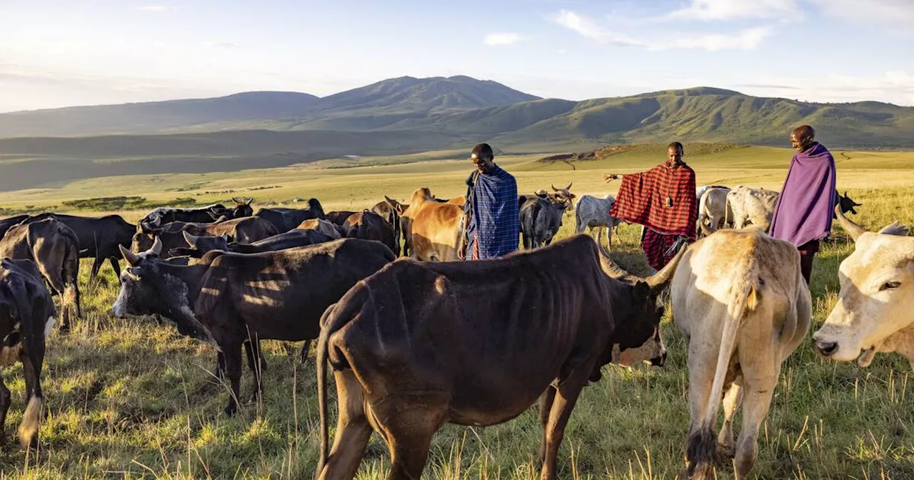 En Tanzanie, des milliers de Massaïs expulsés de leur terre sur fond de relance du tourisme