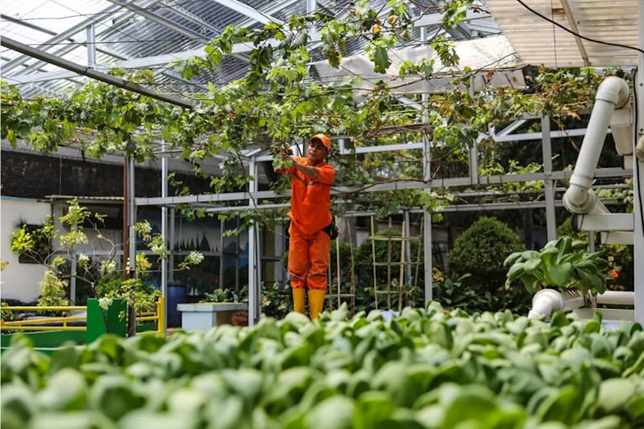 DPRD Dorong Pemprov DKI Tingkatkan Urban Farming