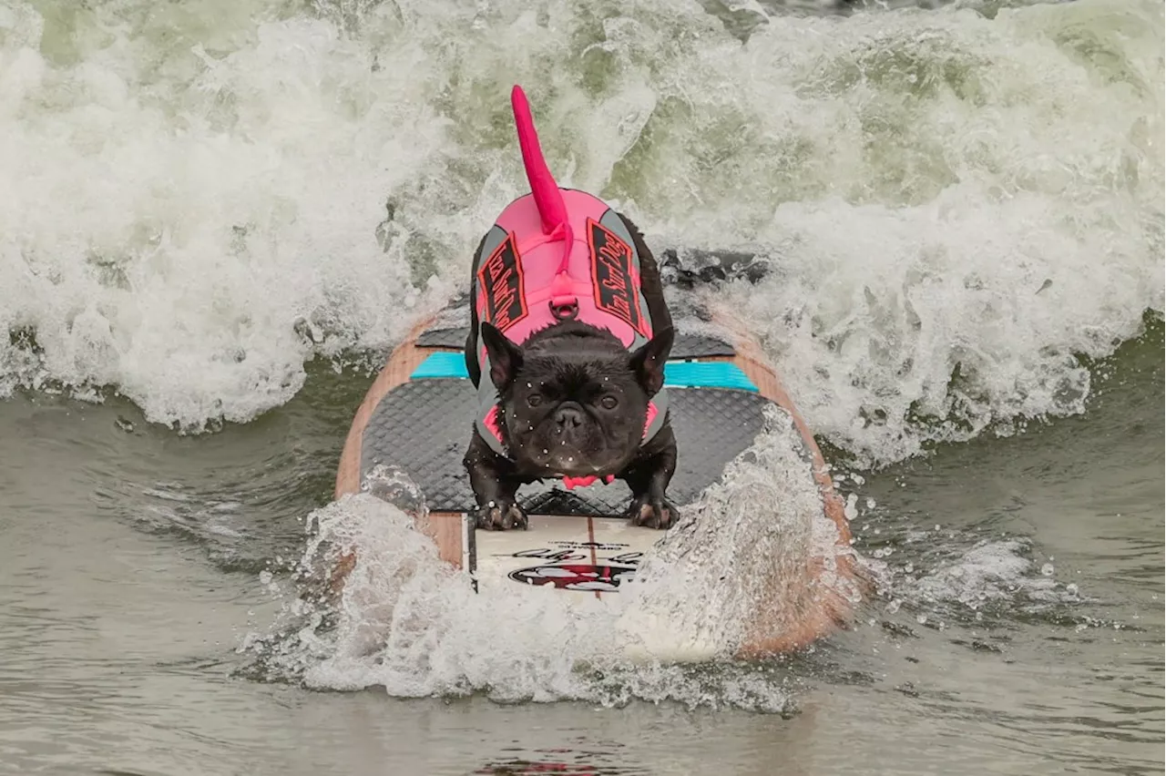 Photos: Annual World Dog Surfing Championships