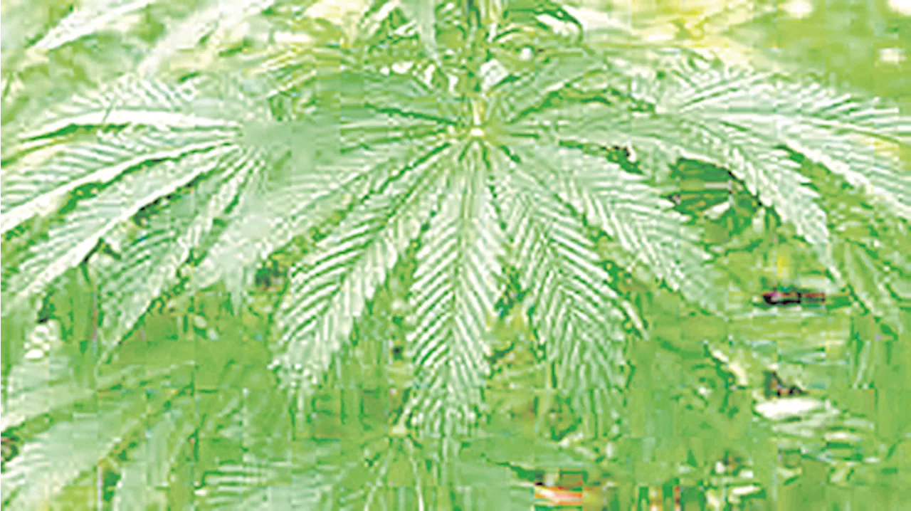 Ilonggo lawmakers back Medical Marijuana Bill in House approval