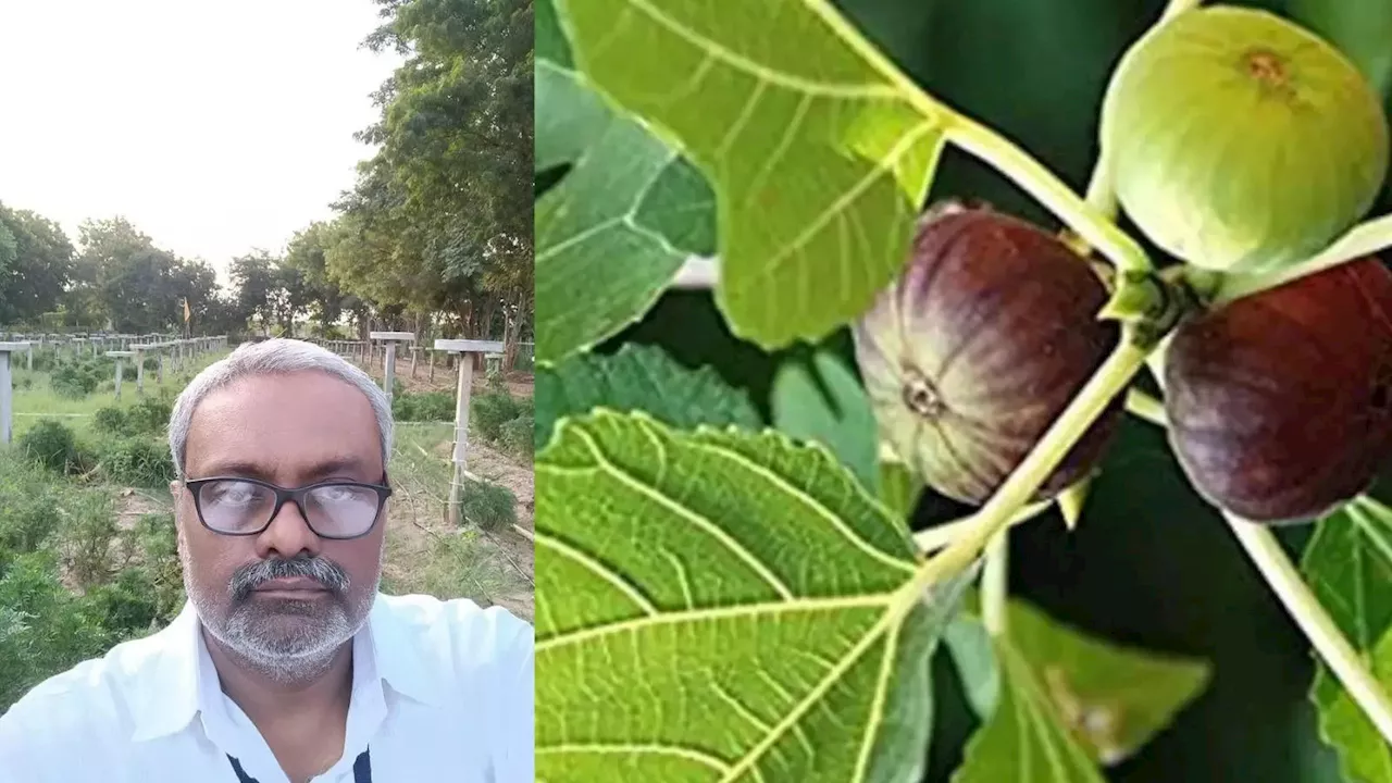 Fig Farming: बुंदेलखंड की जमीन पर पहली बार अंजीर के लहलहाए पेड़, जानिए कैसे 40 साल तक करें मोटी कमाई