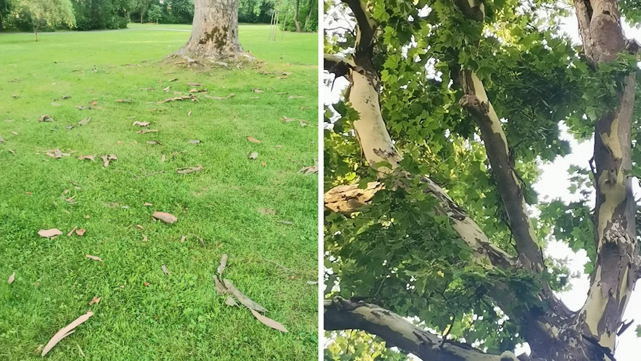 Baum-Veteran im Gmünder Schlosspark lässt die Hüllen fallen