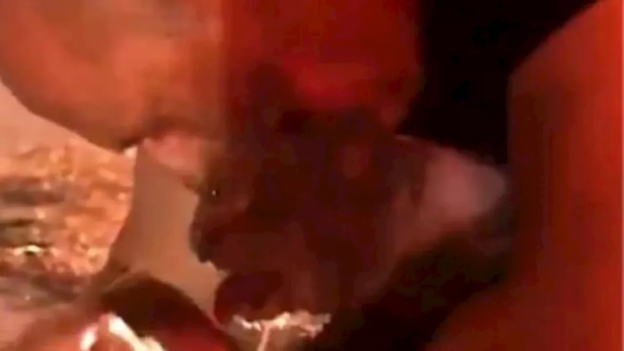 Conmovedor encuentro entre un hombre y su gato tras incendio en California, Estados Unidos