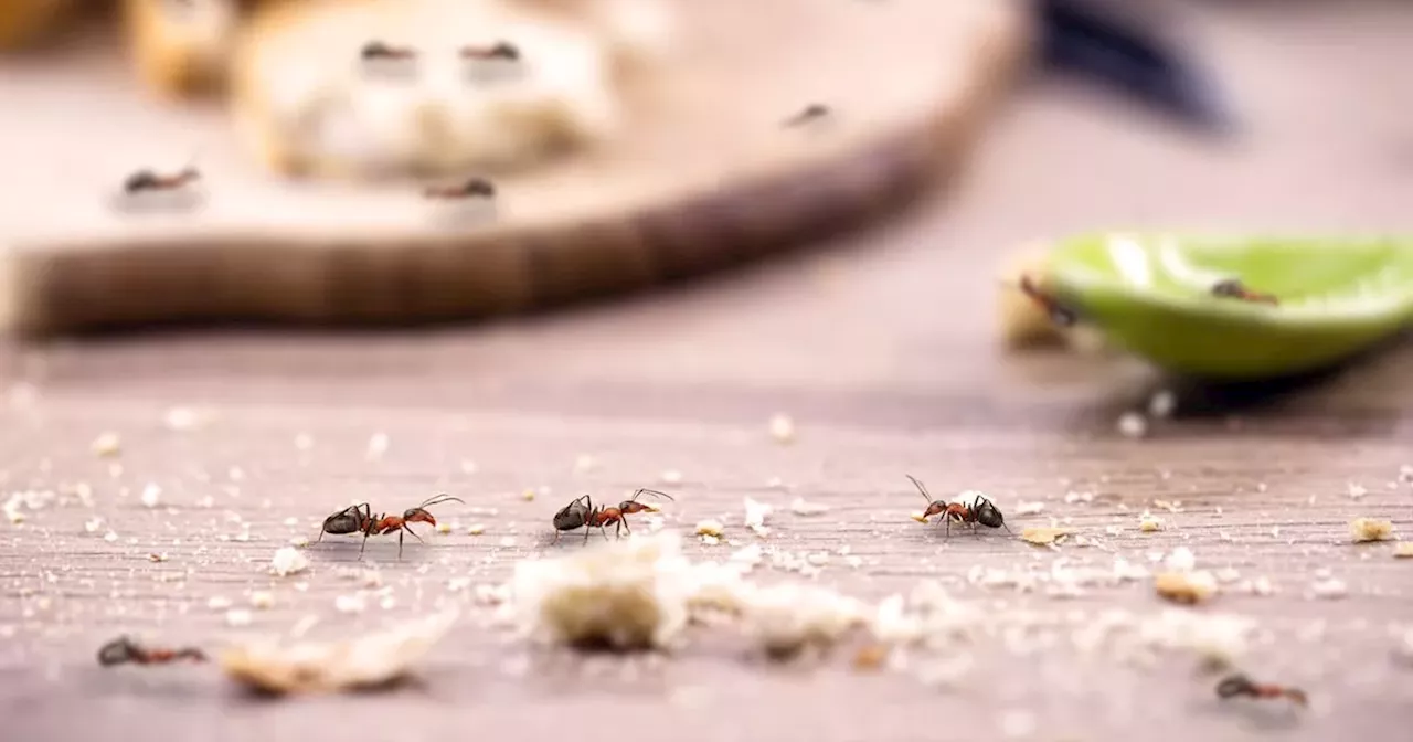 £1.50 household item that stops ants from getting into your home