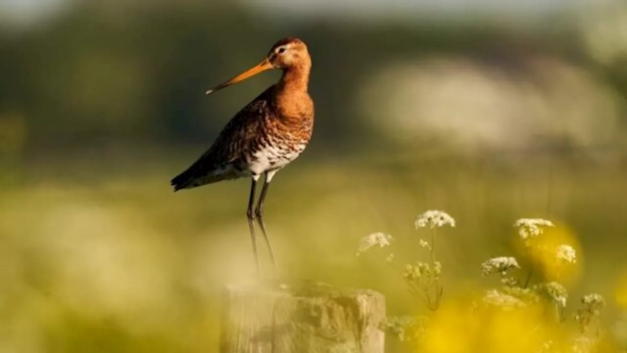 Genoeg animo voor agrarisch natuurbeheer, nu nog het geld