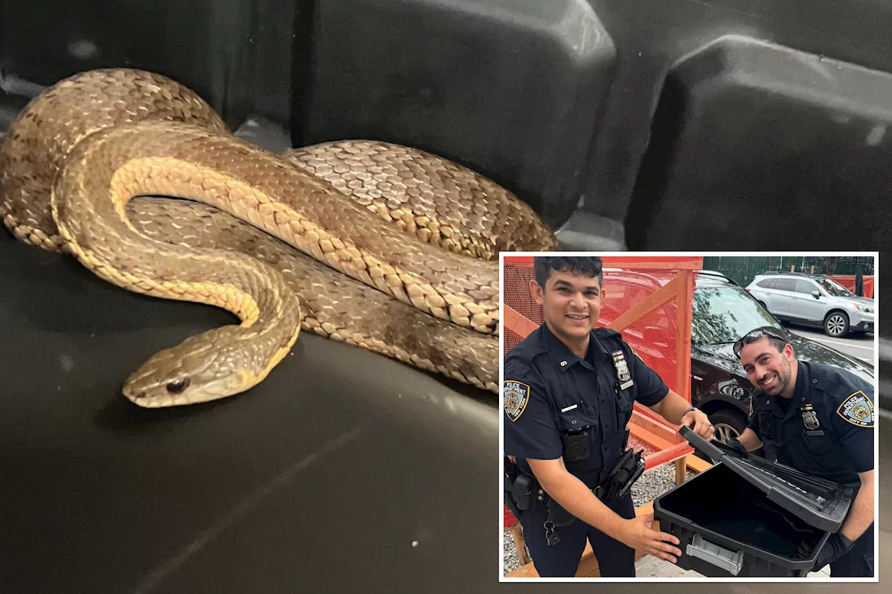 3-foot-long snake found slithering across NYC street: cops