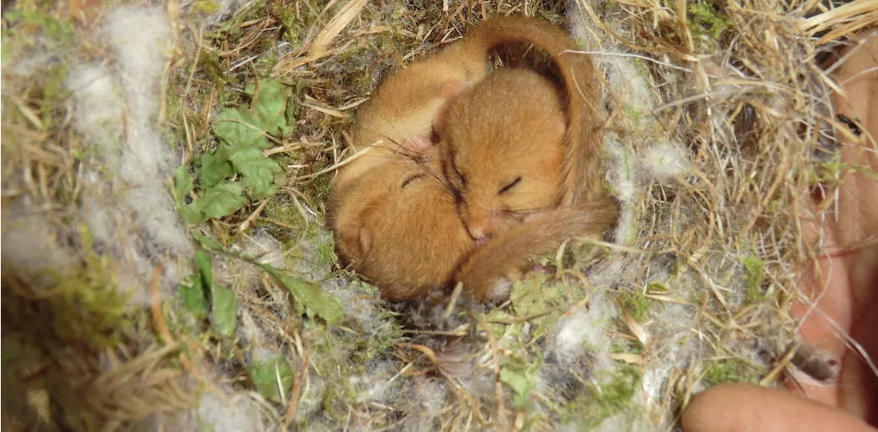 Dormice are declining but current nest surveys don't tell the real story