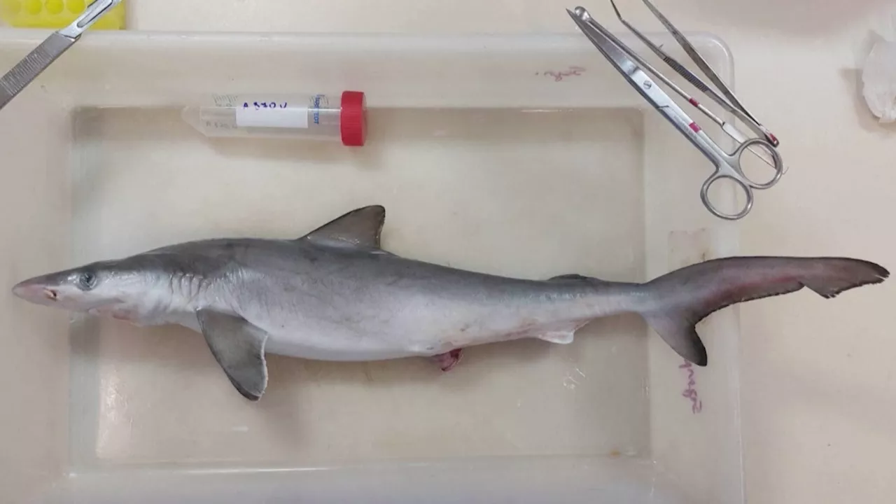 Au Brésil, des requins testés positifs... à la cocaïne: 'La thèse principale est qu'elle est introduite via