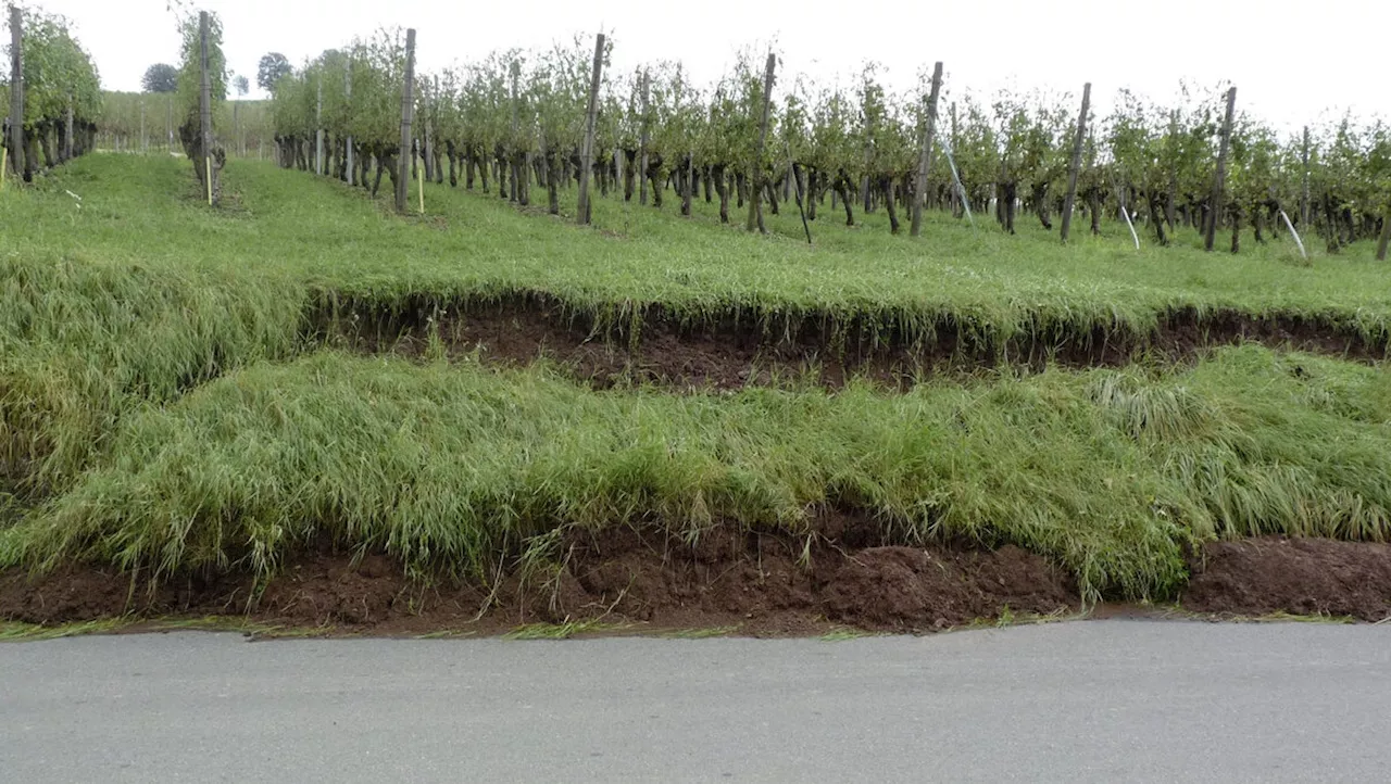 Heftige Regenfälle und Hagel zerstörten landwirtschaftliche Kulturen