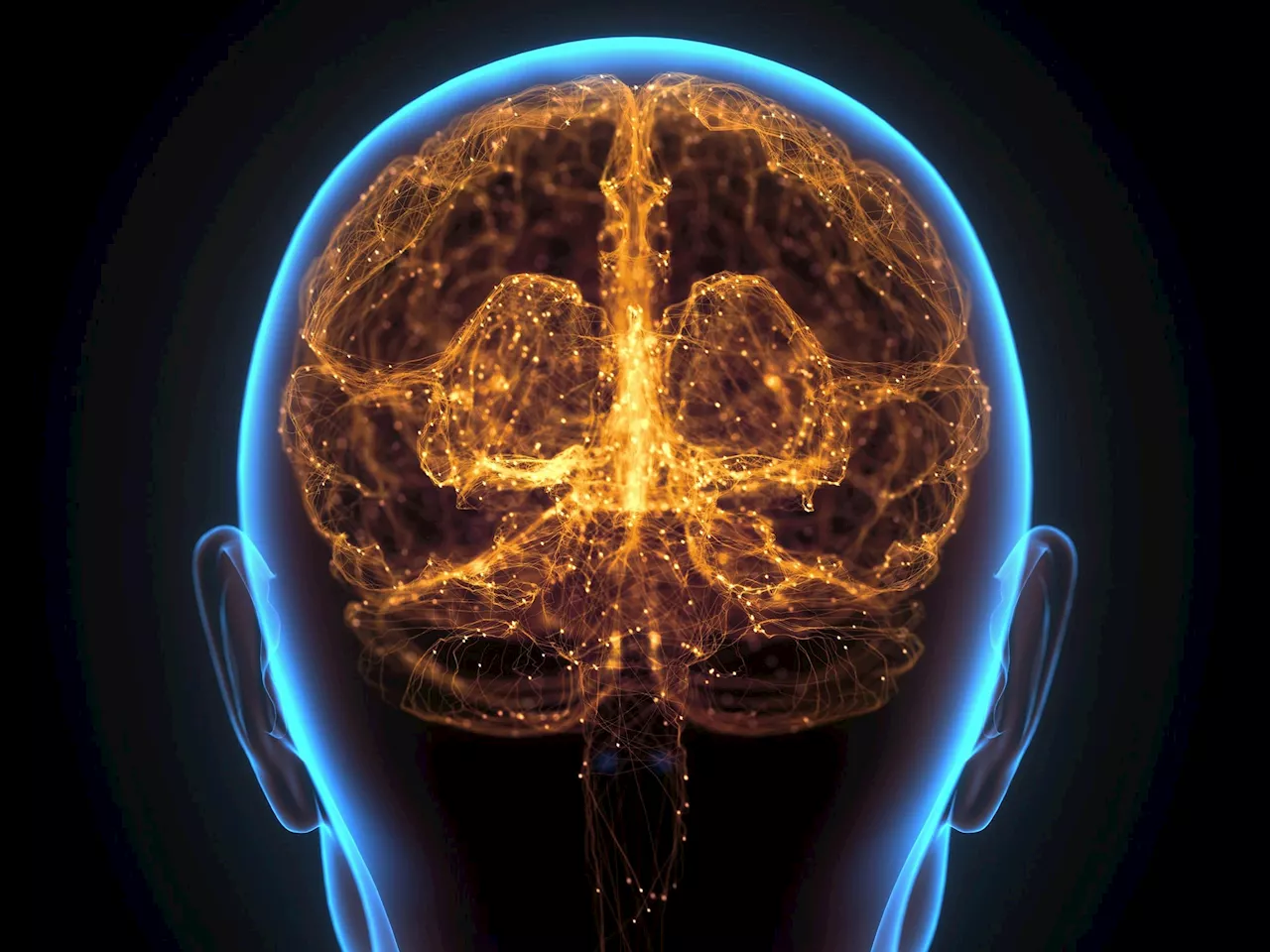 Size Doesn’t Matter for Mammals With More Complex Brains, According to New Study