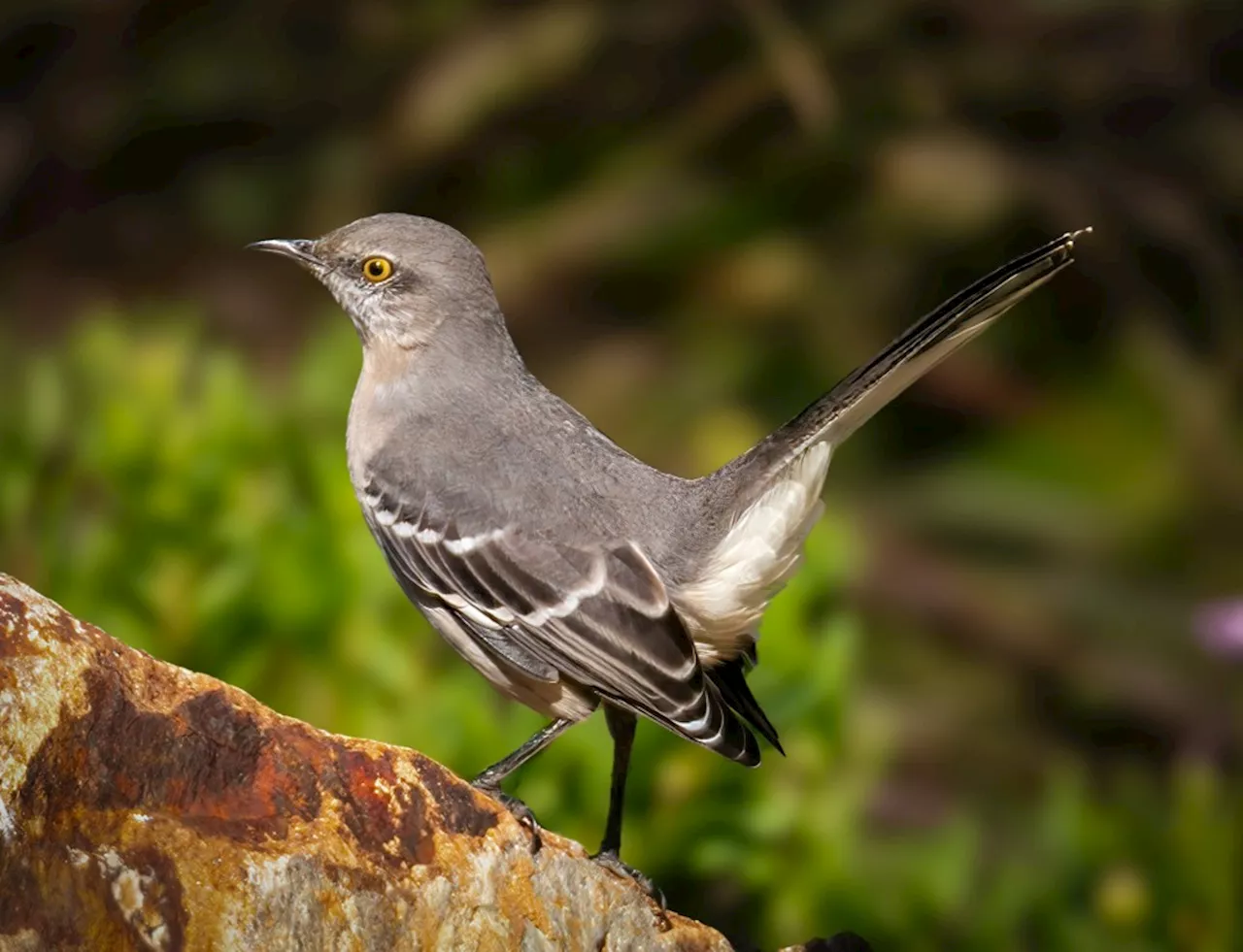 Outdoors: Losing sleep over mockingbird’s nightly singing