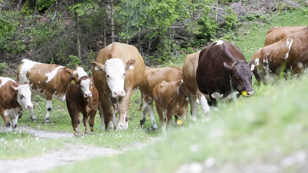 Österreich: Deutscher Wanderer in Tirol von Kühen niedergetrampelt