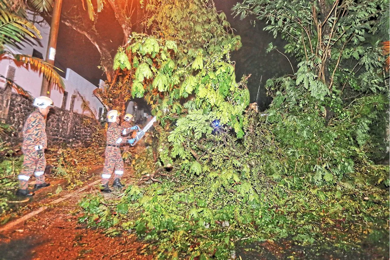 Man killed, another critically injured by fallen tree at campsite