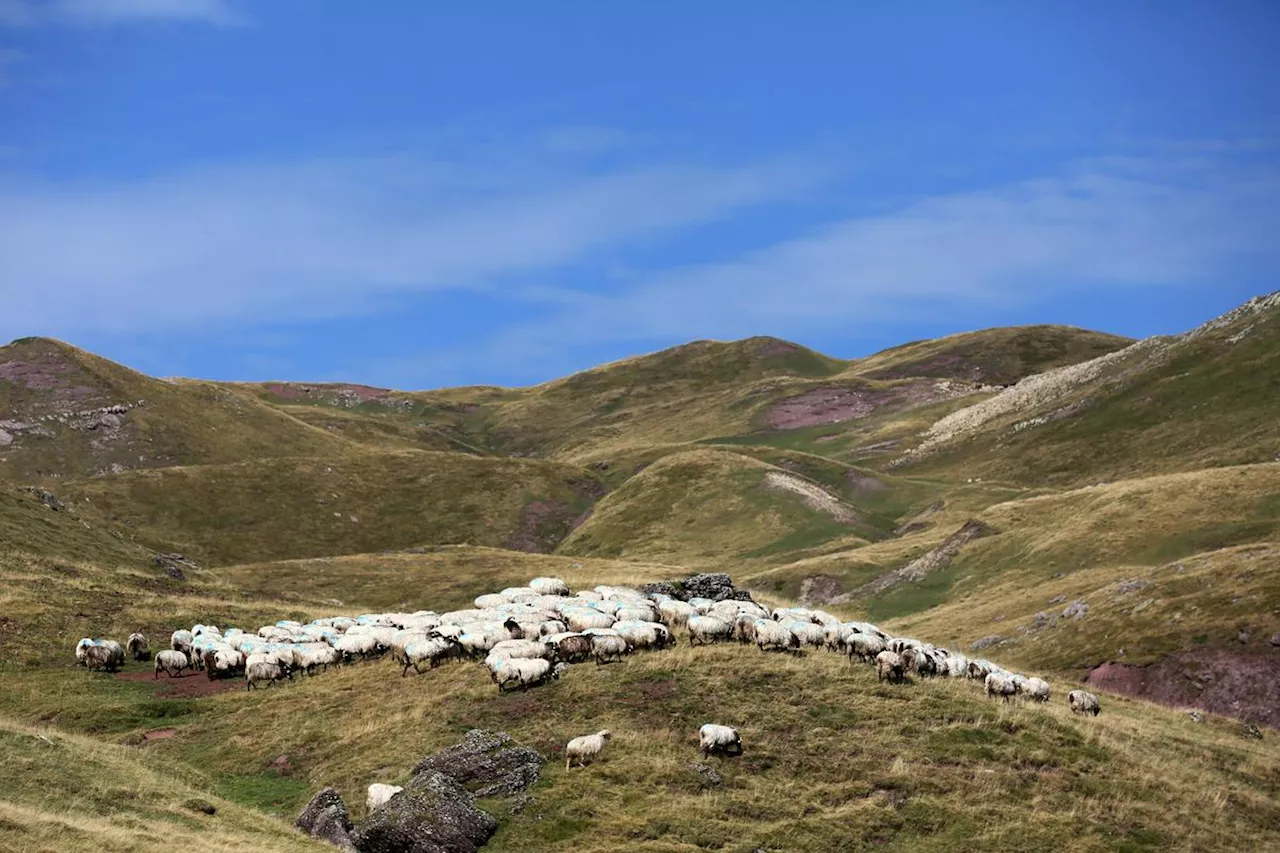 Vacances dans le Béarn : le fromage en or des frères Guédot