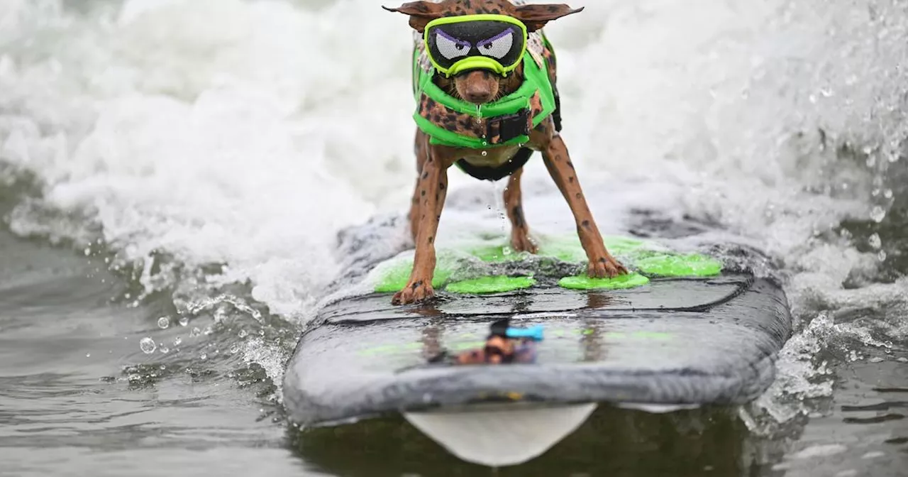 Hunde beweisen ihr Können auf dem Surfbrett