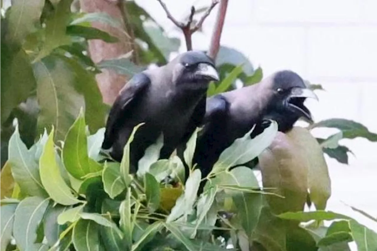 77 crow nests removed from stretch in Tampines