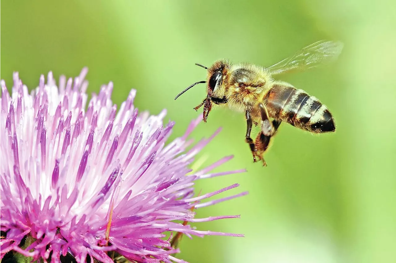 David Sovka: Don't let my deadly allergy stop you from helping the bees