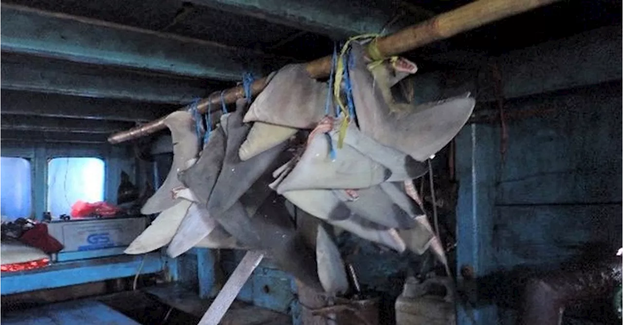 Indonesian fishers plead guilty after shark fins seized in NT waters