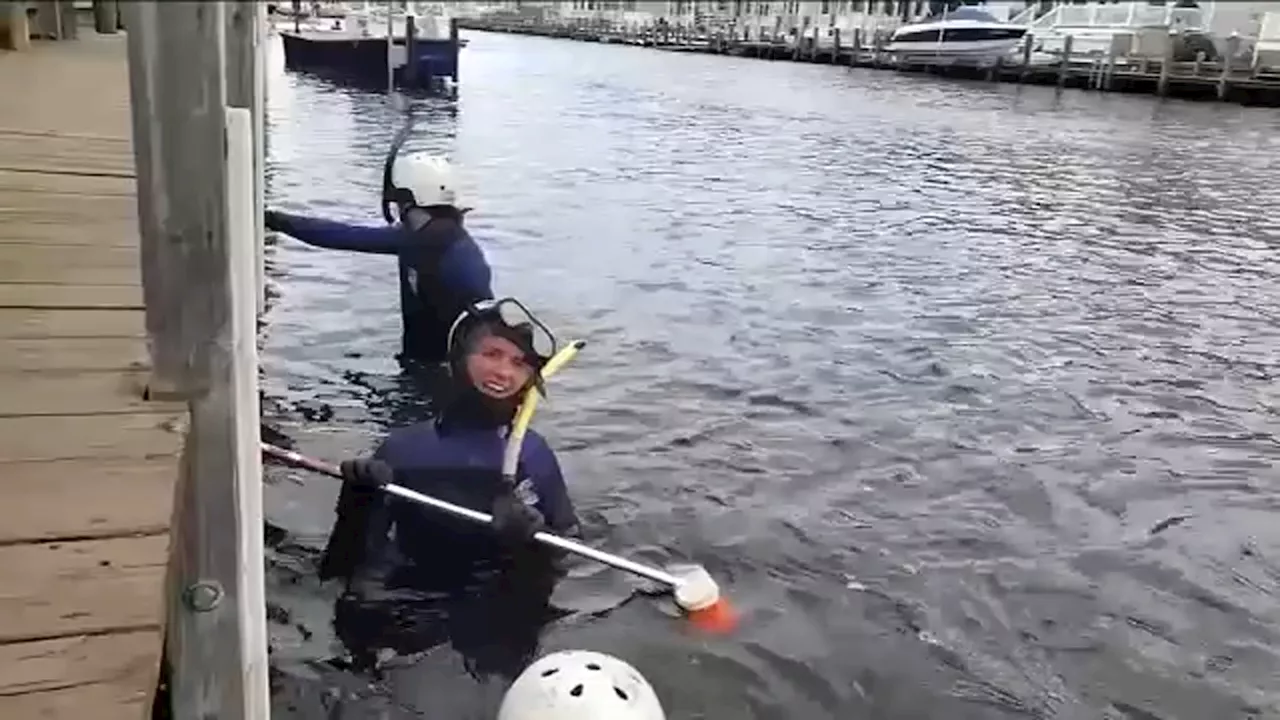 Marine biologists scrubbing away Jersey Shore's stinging jellyfish invasion