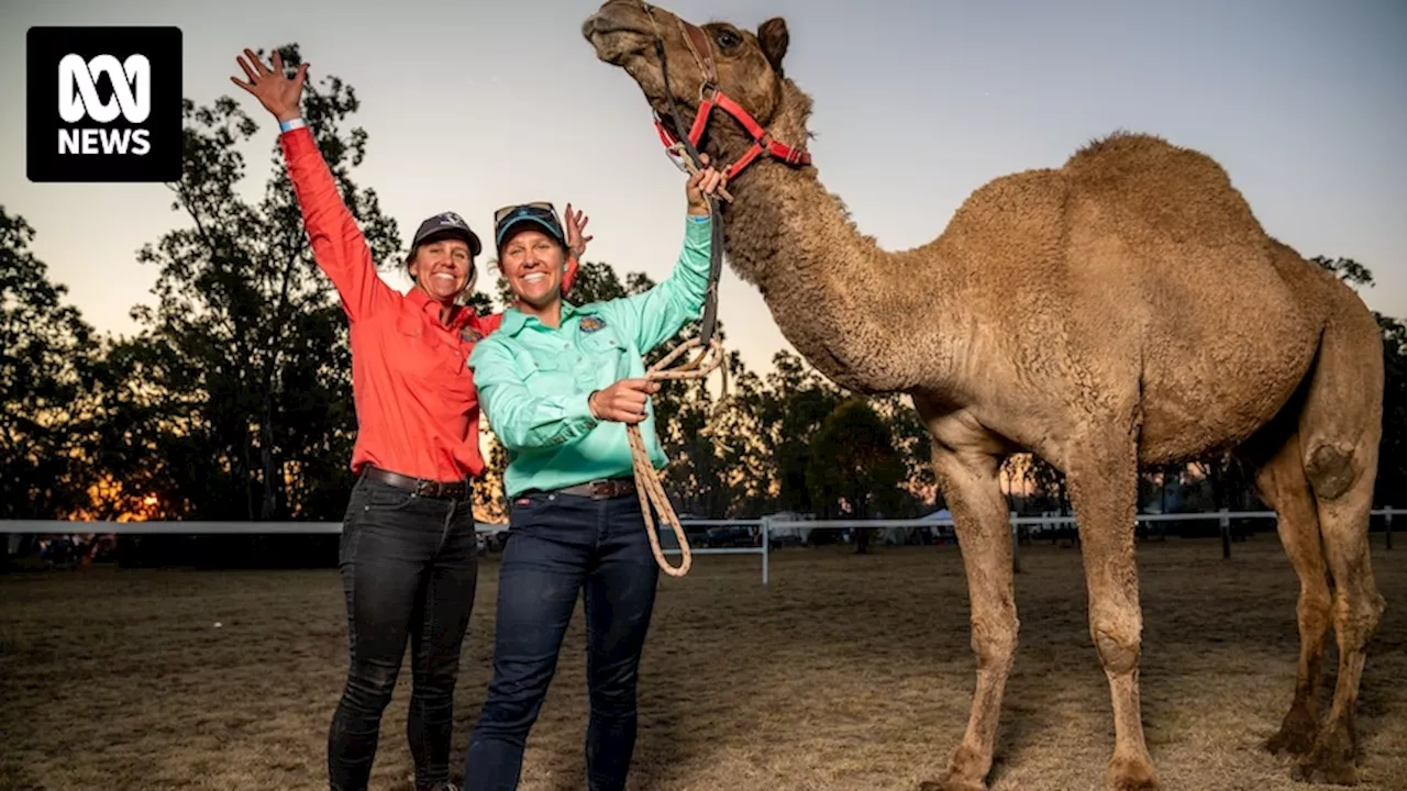 Byron Bay twins take on Queensland camel racing circuit