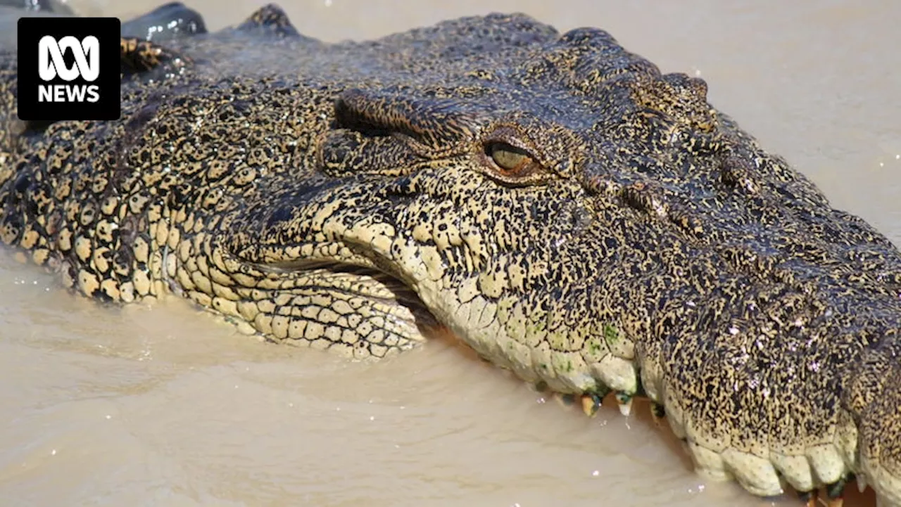 Human remains found in crocodile in Far North Queensland