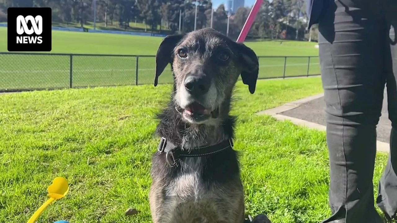 Melbourne dog that survived being left for dead on pile of rubbish now ready to find a loving home