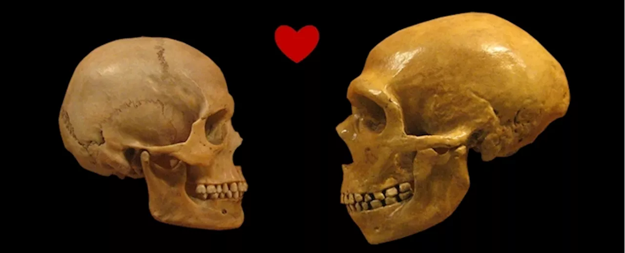 La love story fra Neanderthal e Sapiens più complessa del previsto