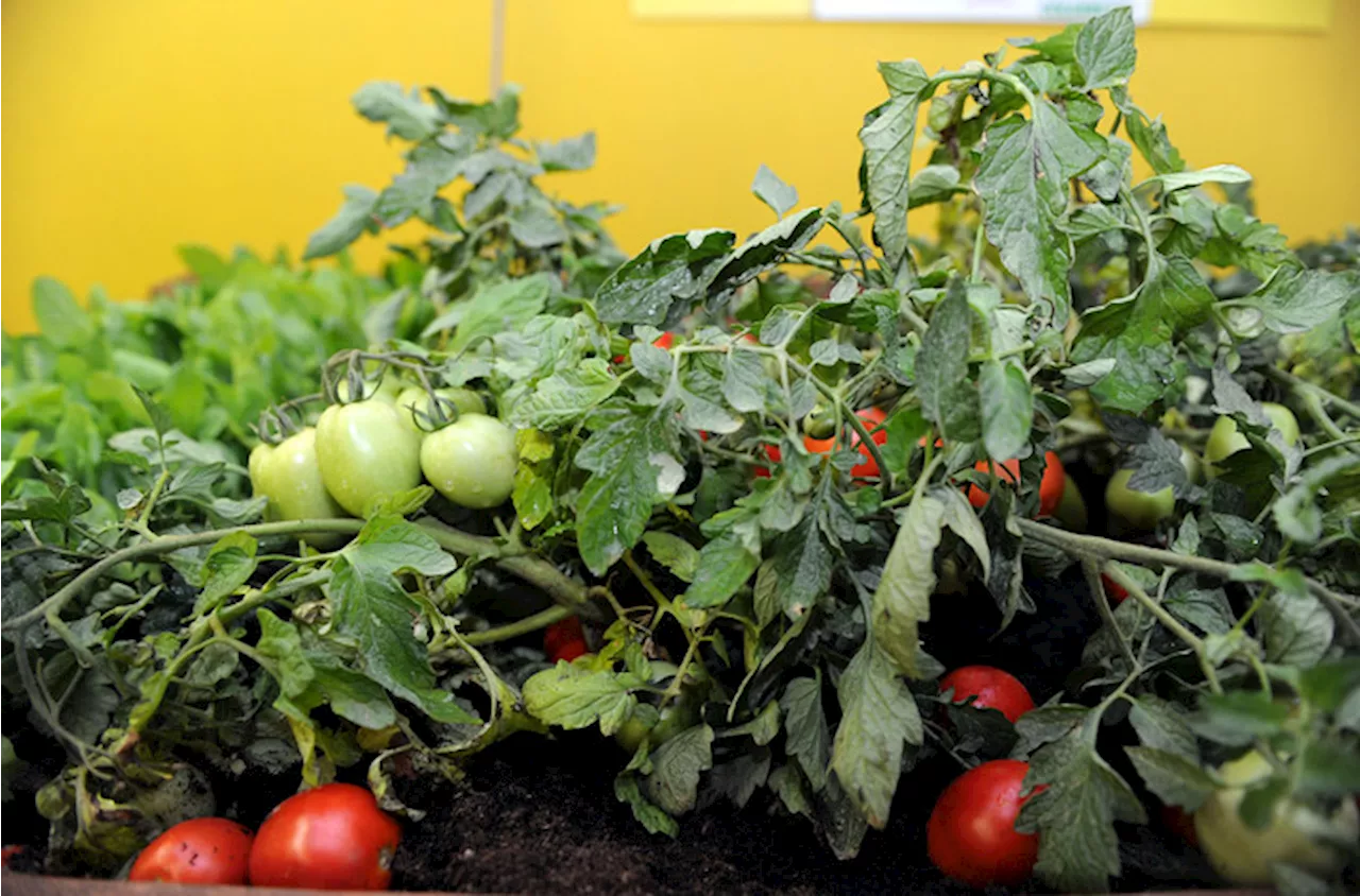 Pomodori e assenzio in balcone, armi naturali contro le vespe