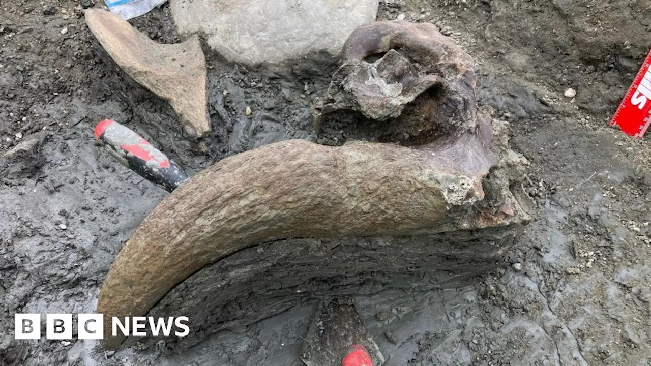 'Mammoth graveyard' near Cirencester yields more fossil wonders