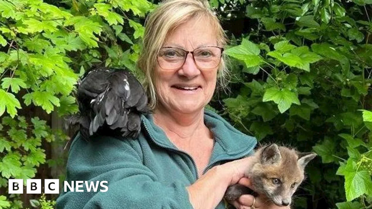 Suffolk wildlife hospital 'unsustainable' without expansion