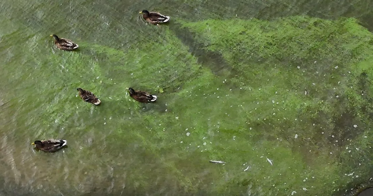 Public health risks of algal blooms on Lough Neagh detailed in study