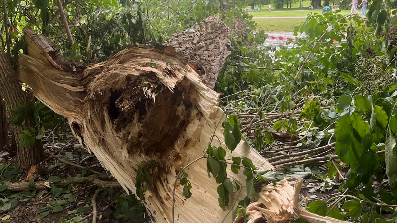 Unfall Englischer Garten: Warum brach dieser halbe Baum vom Stamm?