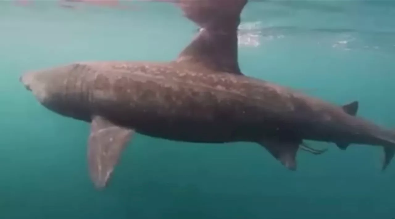 ‘I was really surprised’: Video shows rare sighting of basking shark near Salt Spring Island