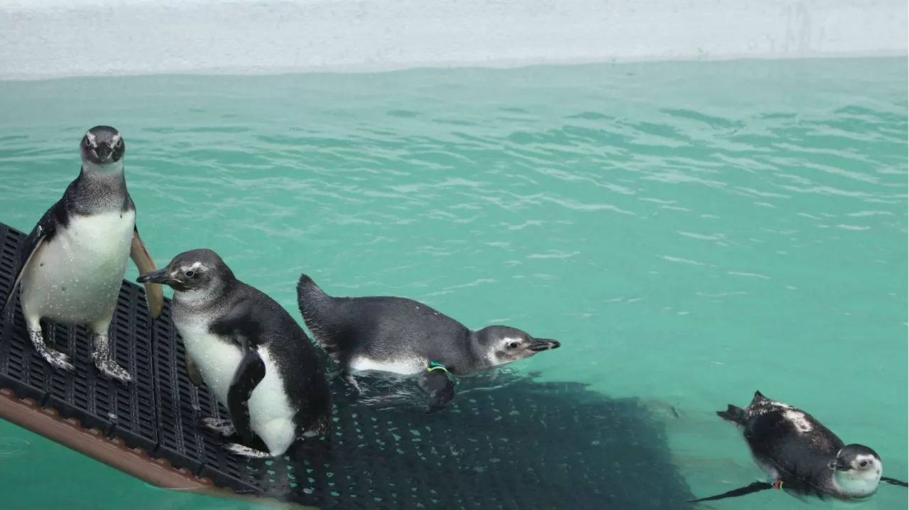 Cerca de 1.800 pinguins morreram em Florianópolis na temporada de migração de 2024, diz ONG