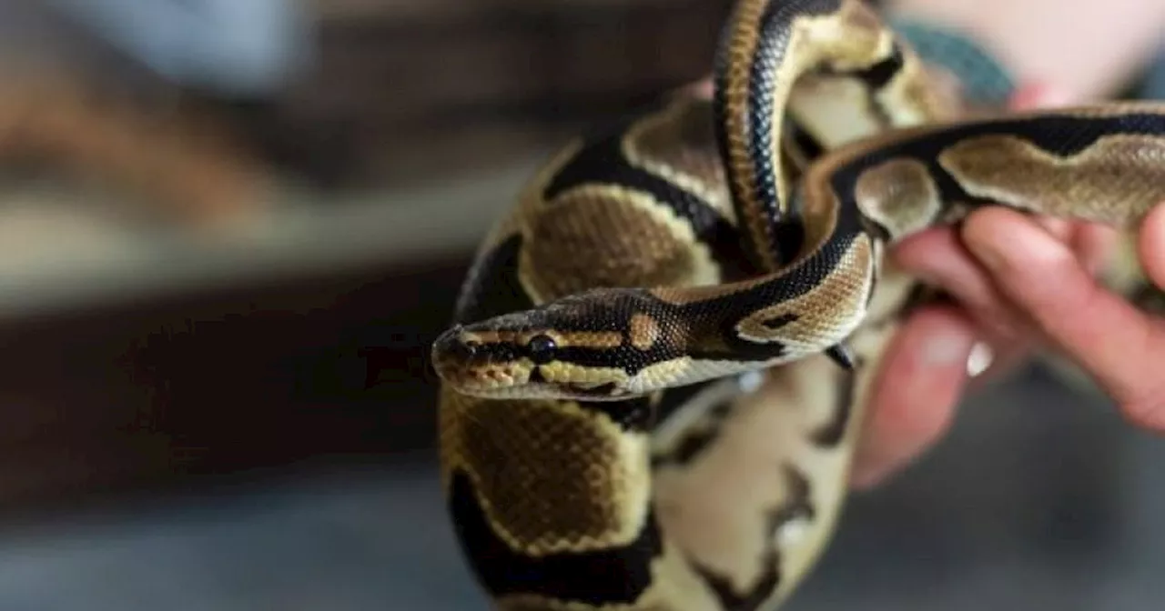 8 snakes you could rehome in Scotland - from William Snakespeare to Hissy Elliot