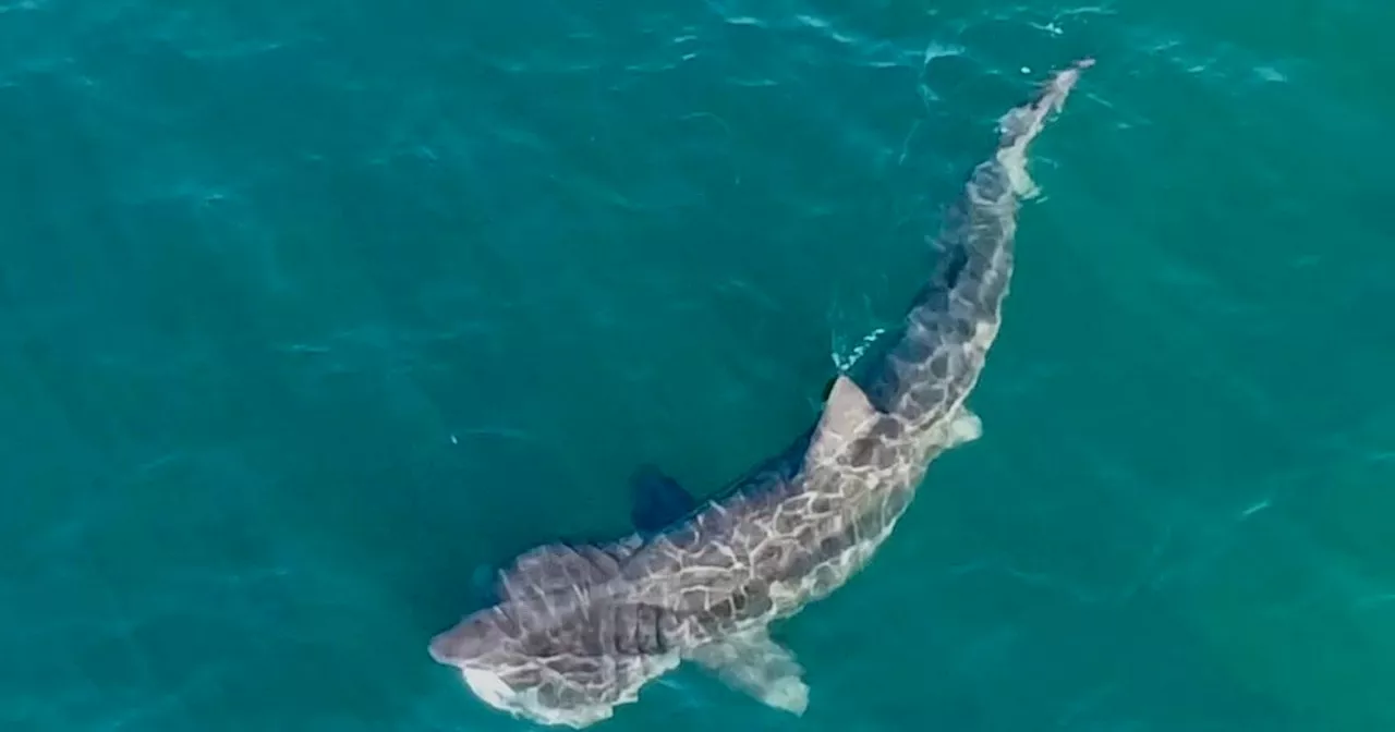 Rutherglen student spots '10 metre' shark off coastline whilst paddleboarding