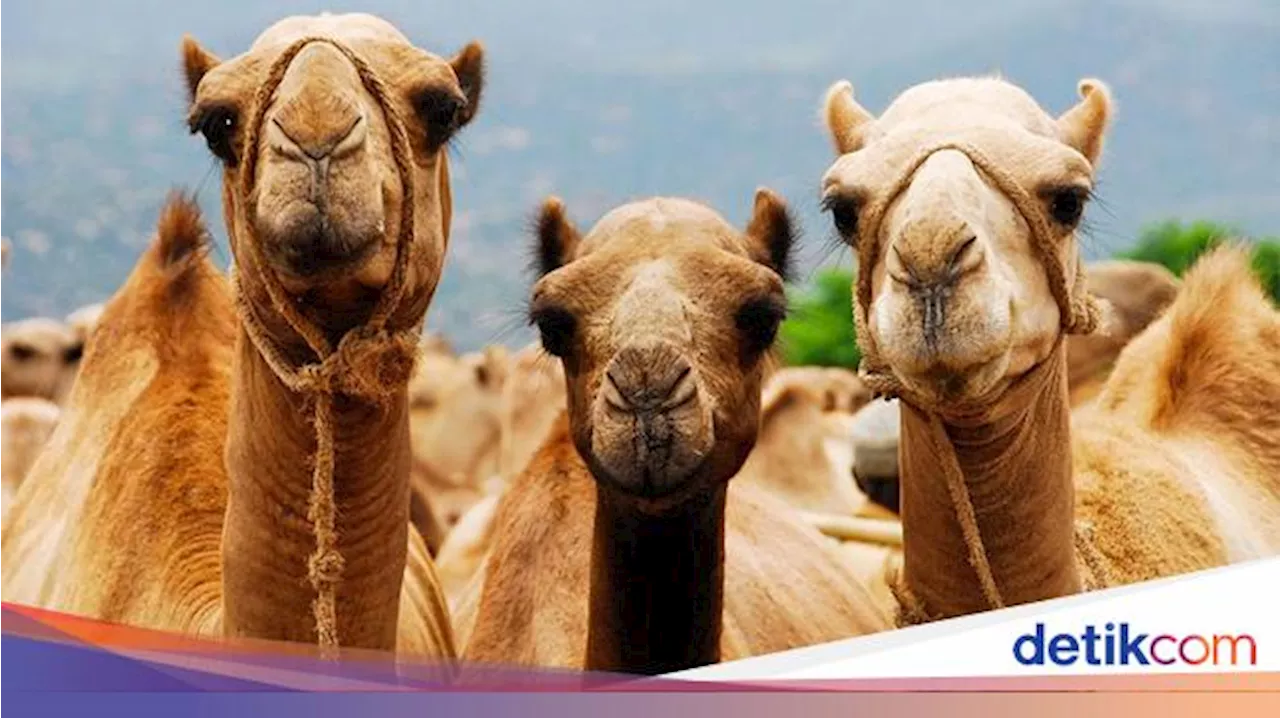 Mukjizat Rasulullah SAW pada Unta Tua Milik Jabir RA