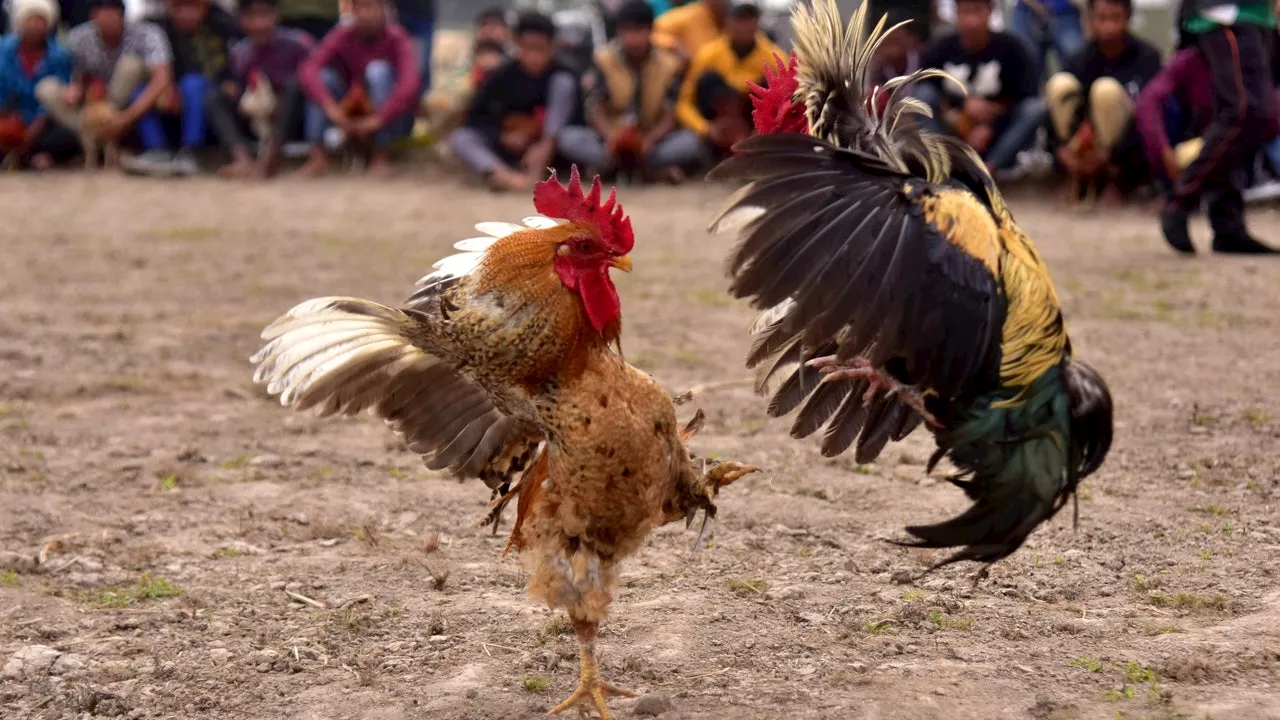 Pierce County deputies disrupt international cockfighting ring in Buckley, WA