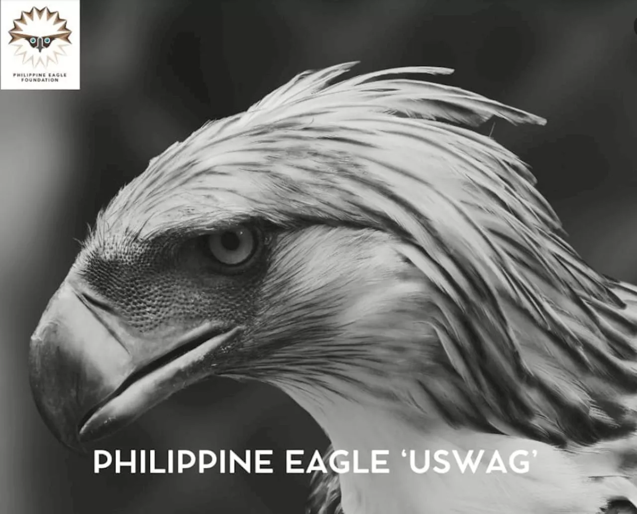 Philippine eagle 'Uswag' found dead in waters off Cebu