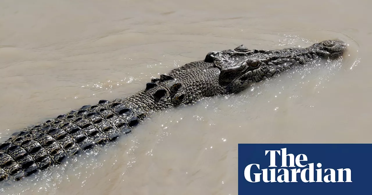 Human remains found inside crocodile in Queensland days after fisherman fell into water