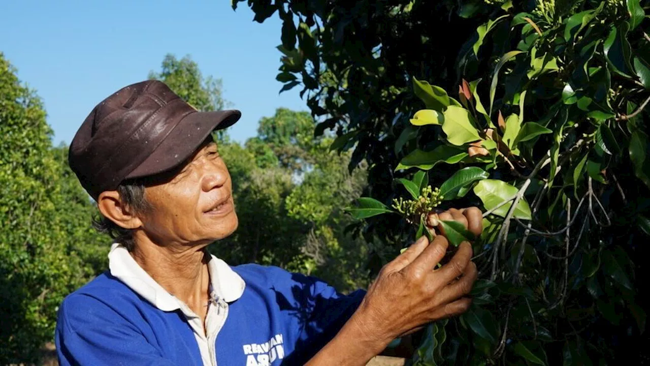 Panen Raya di Sultra, Harga Cengkeh Kembali Anjlok