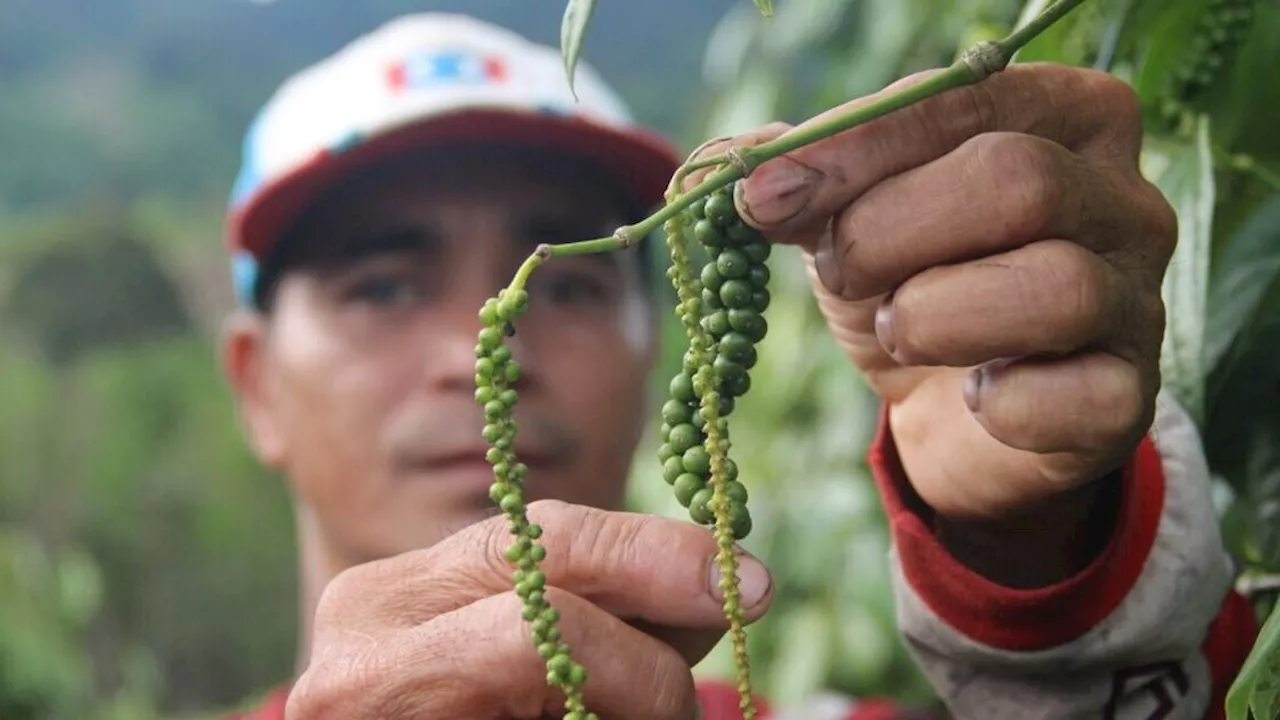 Sejumlah Komoditas Rakyat Masih Dibayangi Fluktuasi Harga