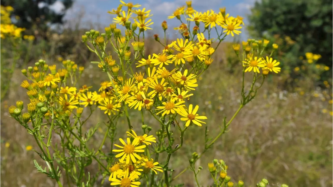  Diese hübsche Blume ist lebensgefährlich