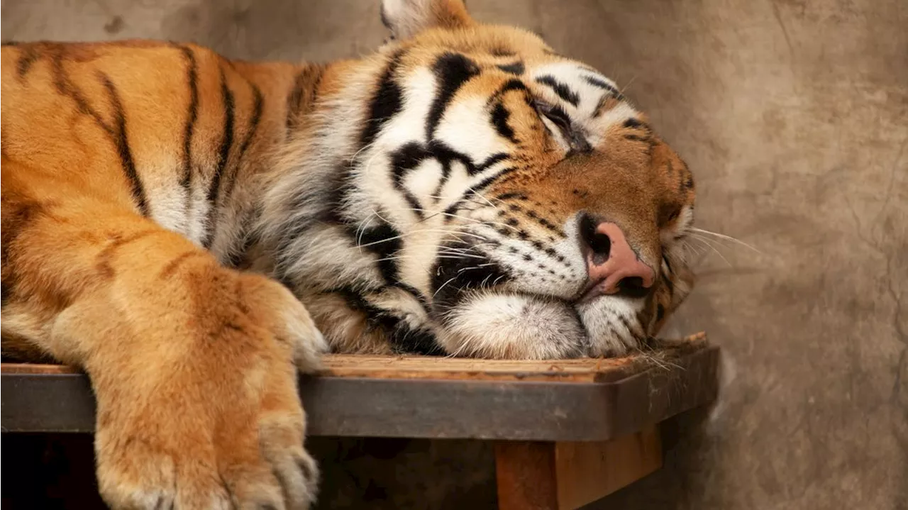  Vor Zoobesucher! Tiger ertrinkt in Teich