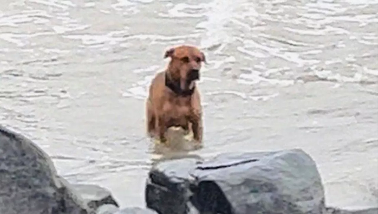 Il lieto fine di Ocean, il cane che aspettava in spiaggia chi lo ha abbandonato